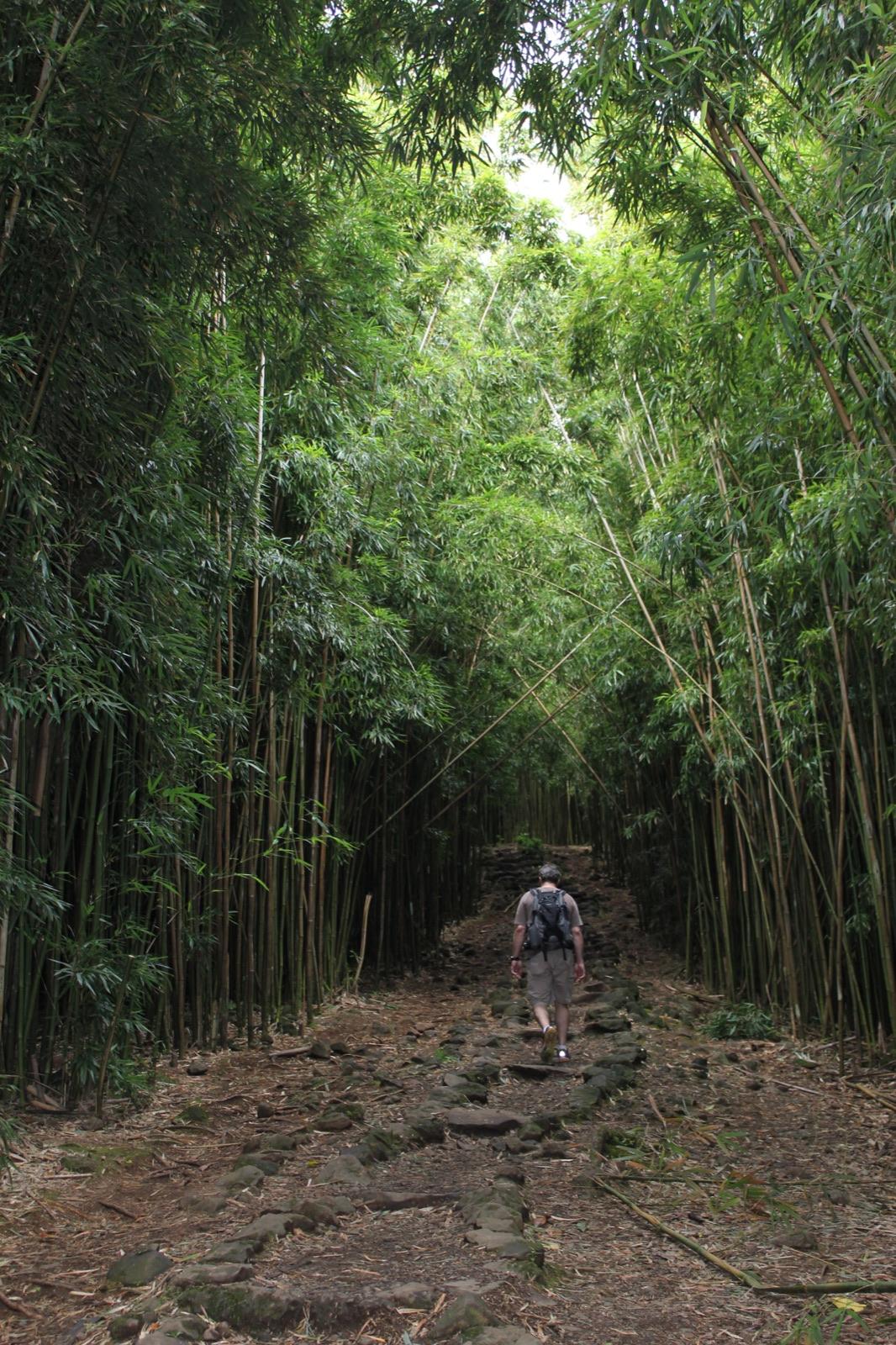 Bamboo forest on the Pīpīwai Trail