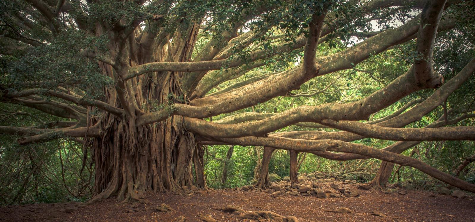 Banyan tree on the Pīpīwai Trail